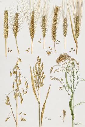 Wheat and other crops (w/c) 
