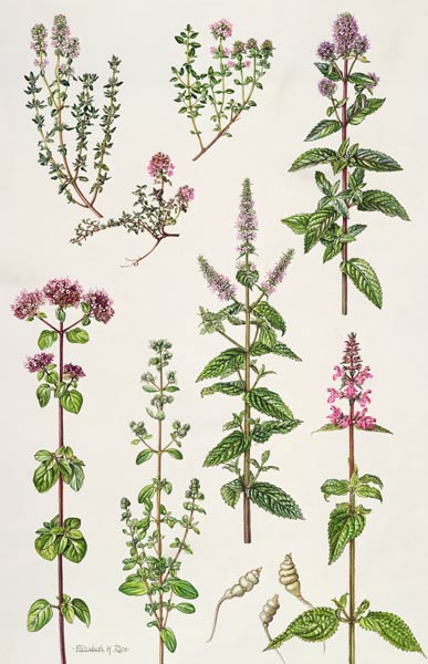 Thyme and other herbs (w/c)  from Elizabeth  Rice