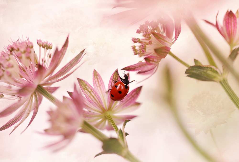 Ladybird and pink flowers from Ellen Van Deelen