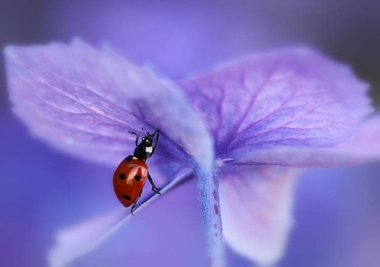 Ladybird on purple hydrangea from Ellen Van Deelen