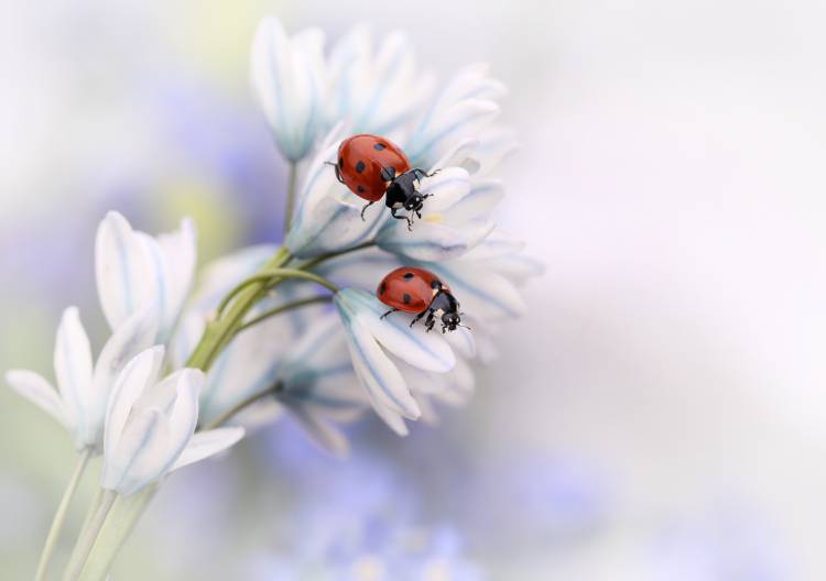 Ladybirds from Ellen Van Deelen