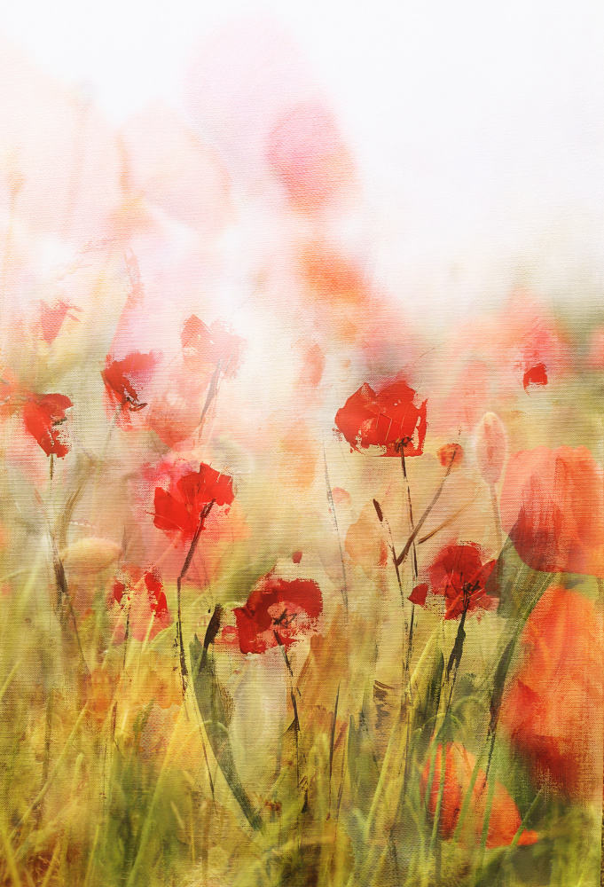 Poppies IV from Ellen Van Deelen