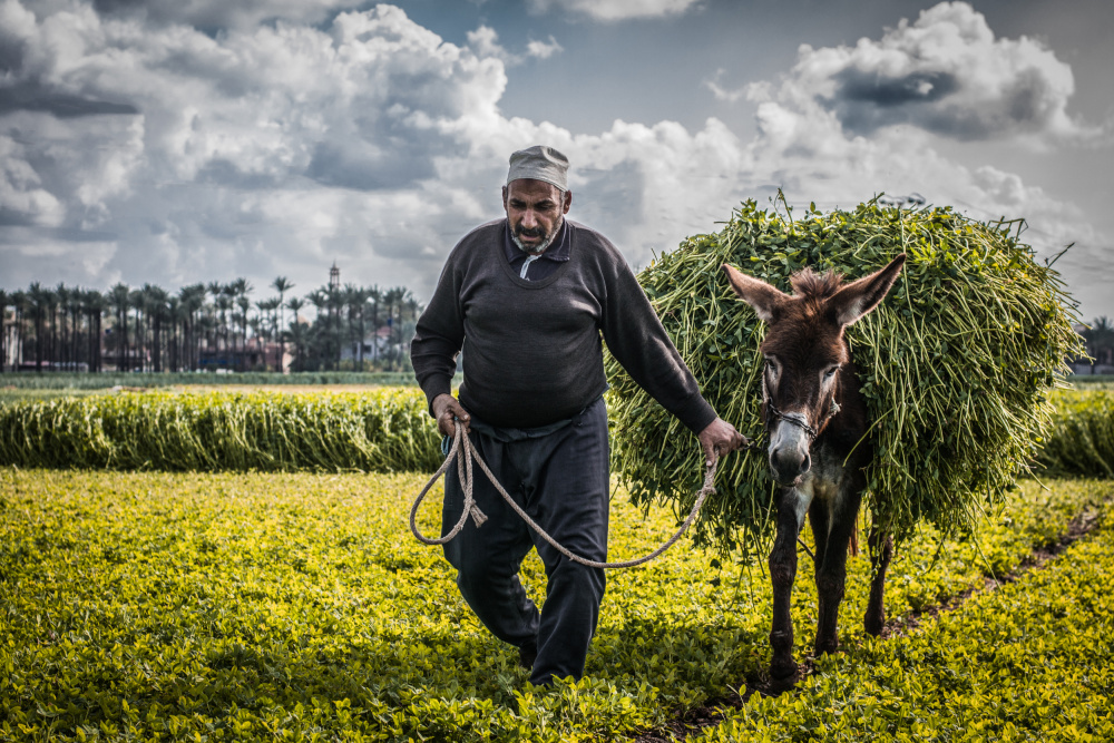 into the fields from EMAN ABDELKADER