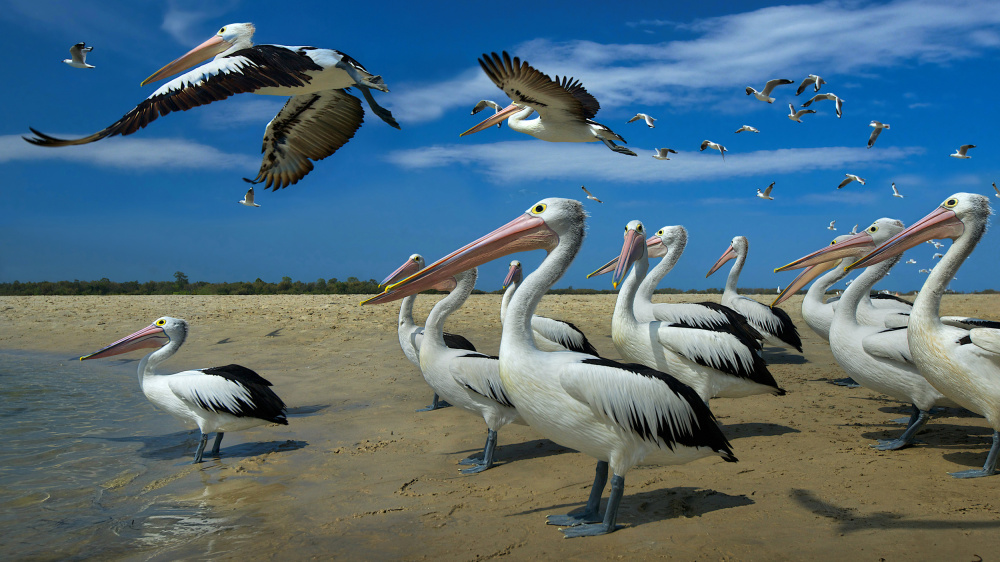 Pelicans and blue skies from Emanuel Papamanolis