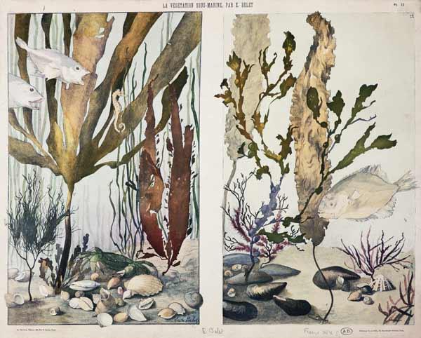 Seaweed, fishes, sea horse, crab and shellfish, illustrated plates from 'La Vie sous marine'