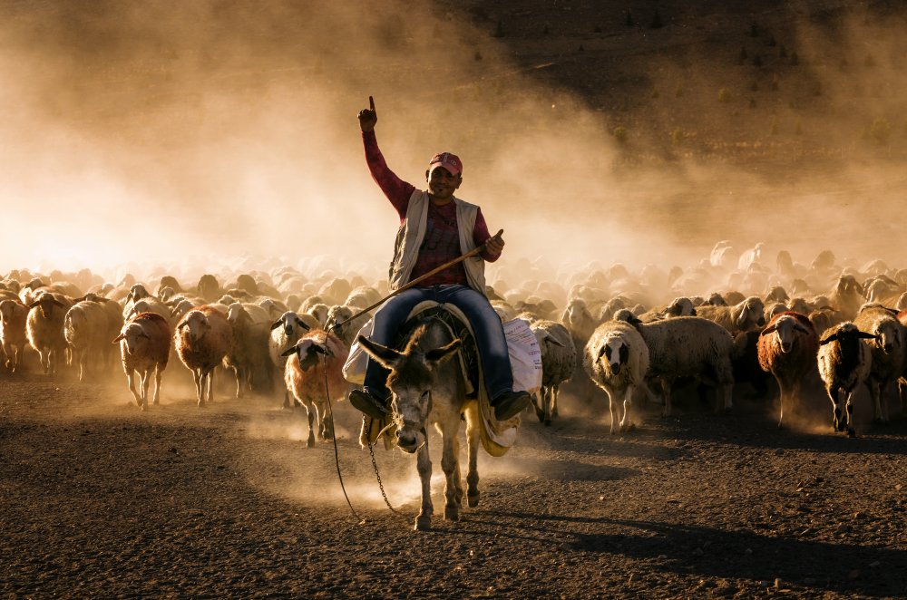 Crazy shepherd from Emir Bagci