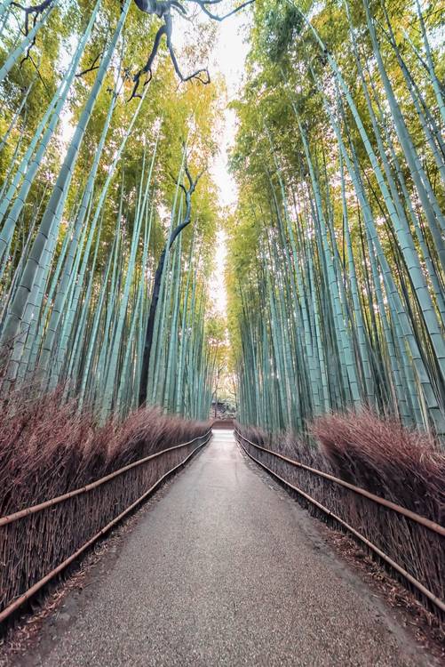 The Bamboo Path from emmanuel charlat