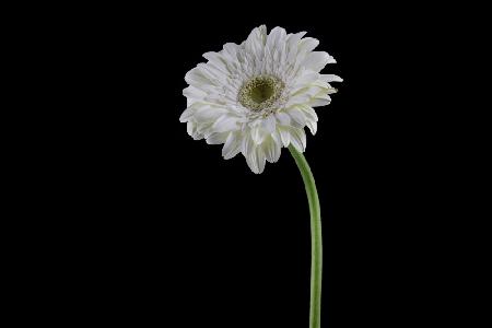 beautiful flower in front of black background