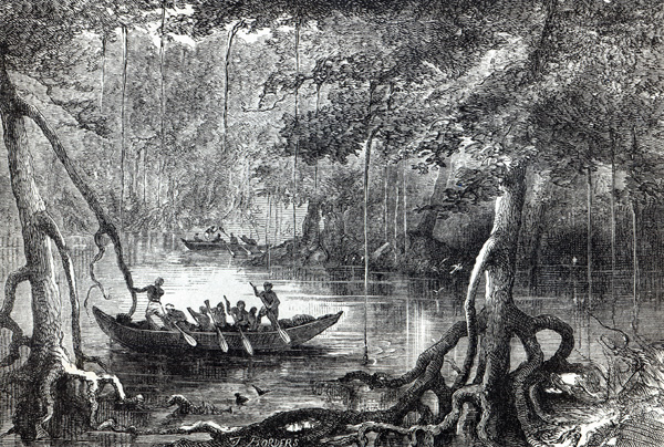 Mangrove Forest'', frontispiece illustration from ''Twenty Nine Years in the West Indies and Central from English School