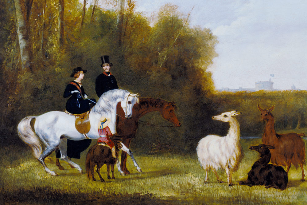 Queen Victoria, Prince Albert and the Prince of Wales at Windsor Park with their Herd of Llamas from English School