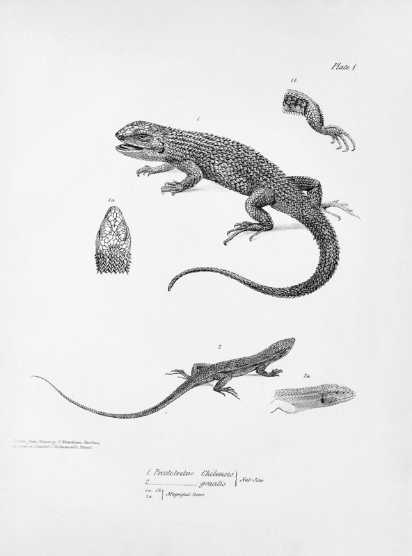 Shingled Iguana, illustration from ''The Zoology of the Voyage of H.M.S Beagle, 1832-36'' Charles Da from English School