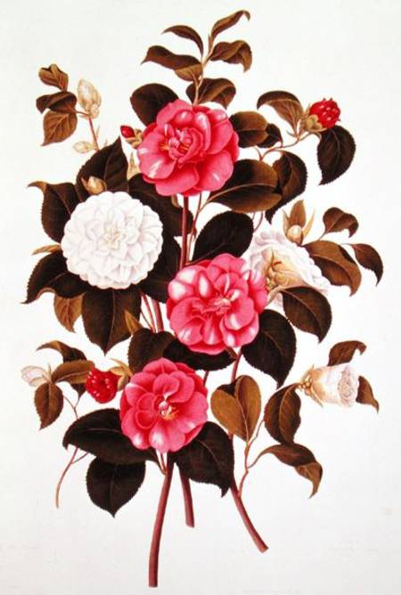 Camellia (double white and striped) from "A Monograph on the Genus of the Camellia" from English School