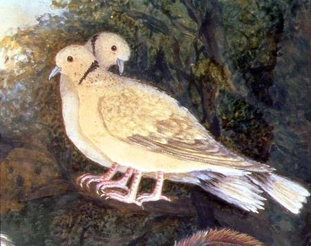 Chicken and Doves near a Farm, detail of doves (w/c from English School