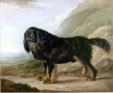 A King Charles Spaniel in a Landscape from English School