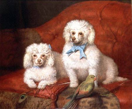 A Pair of Poodles from English School