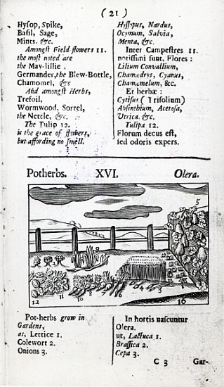Plant Husbandry from ''Orbis sensualism pictus'' Johann Amos Comenius, published c.1689 from English School