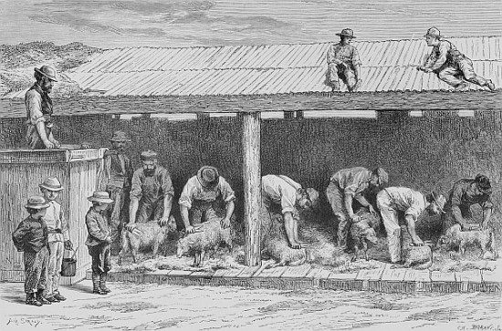 Sheep Shearing, c.1880, from ''Australian Pictures'' Howard Willoughby, publishedthe Religious Tract from English School