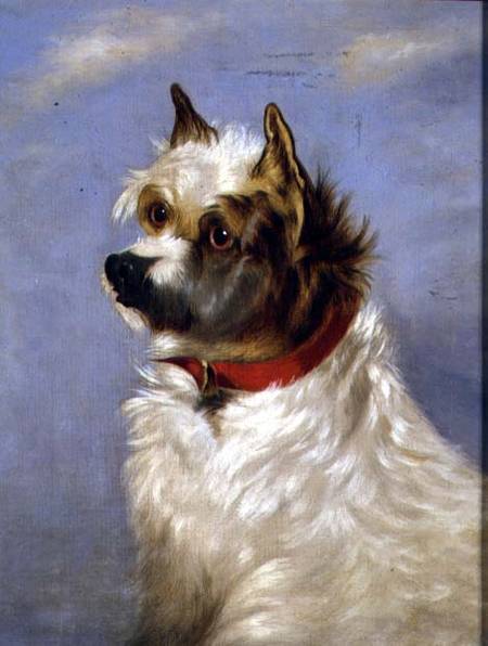 A terrier with a red collar from English School