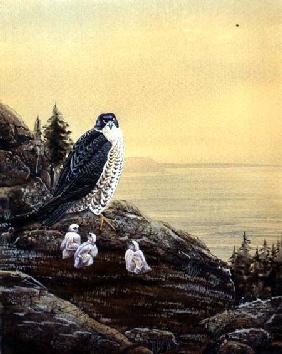 Falcon with its Chicks