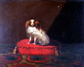 A King Charles Spaniel on a red cushion, Provincial School