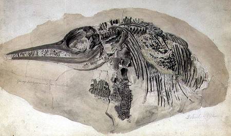 Young Ichthyosaurus from Lyme Regis from English School