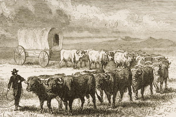 A Bullock Wagon Crossing the Great Plains between St. Louis and Denver, c.1870, from 'American Pictu from English School, (19th century)