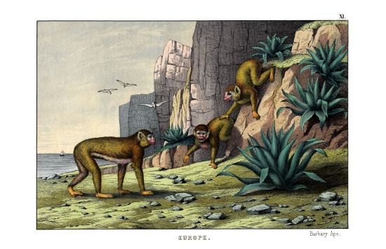 Barbary Ape from English School, (19th century)