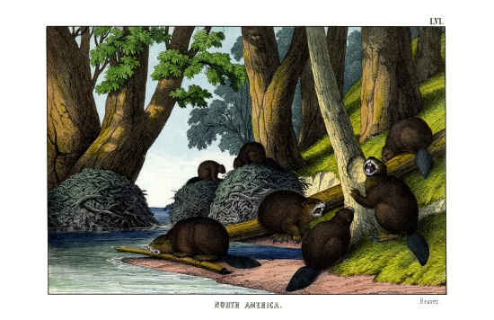 Beaver from English School, (19th century)