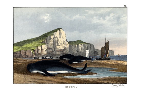 Caa'ing Whale from English School, (19th century)