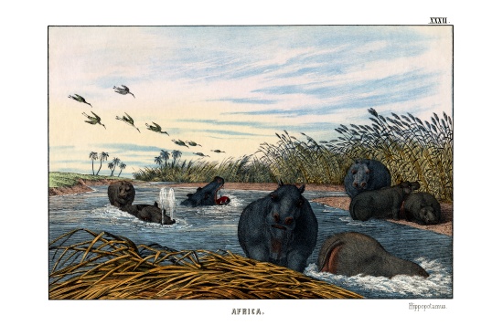 Hippopotamus from English School, (19th century)
