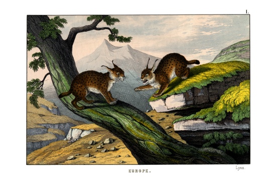 Lynx from English School, (19th century)
