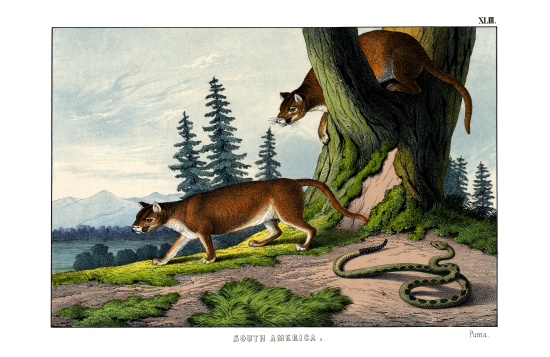 Puma from English School, (19th century)