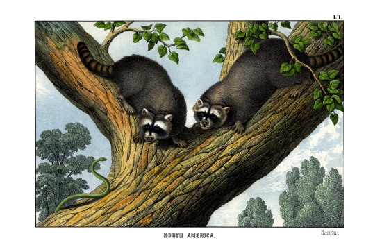 Racoon from English School, (19th century)