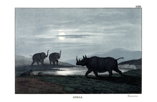 Rhinoceros from English School, (19th century)