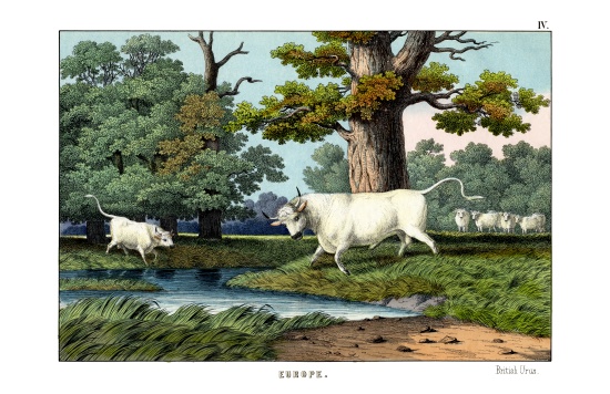 Wild Cattle of Britain from English School, (19th century)