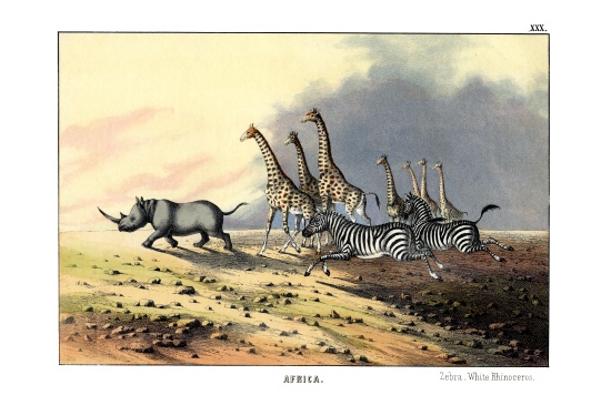 Zebra from English School, (19th century)