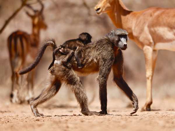 Baboons and Impala from Eric Meyer