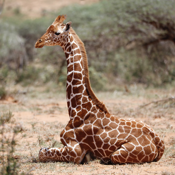 Baby giraffe, Loisaba from Eric Meyer