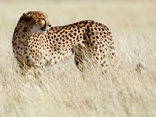 Cheetah, Etosha from Eric Meyer