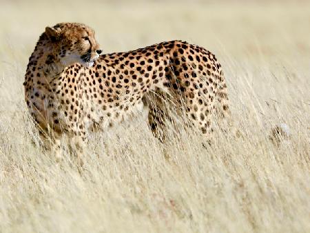Cheetah, Etosha
