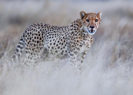 Chyulu cheetah