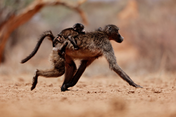 Hitching a ride (baboon) from Eric Meyer