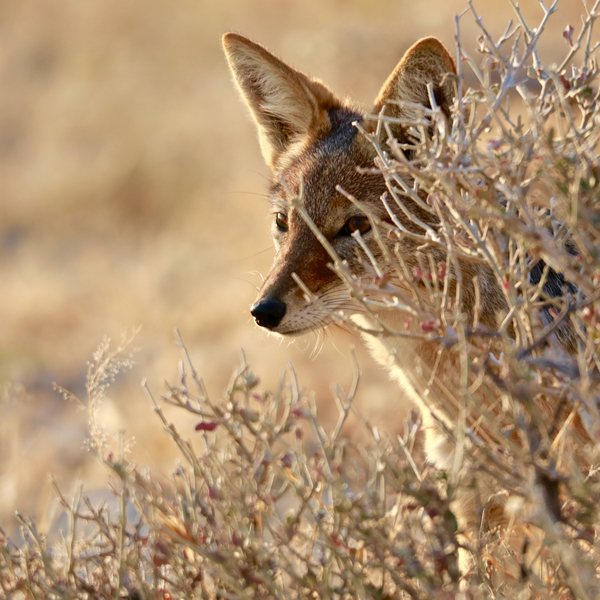 I Can See You (jackal) from Eric Meyer