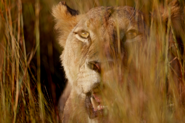 Lion in the grass from Eric Meyer