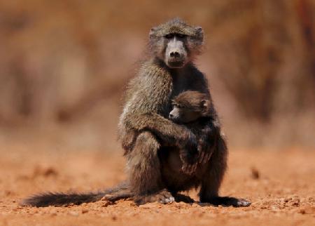 Mother and child (baboon)