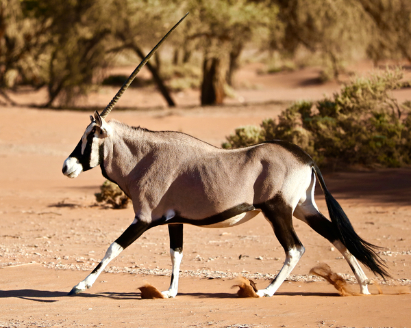 Oryx, Namib Desert from Eric Meyer
