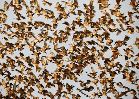 Safety in Numbers 2, (red-billed quelea), Namibia