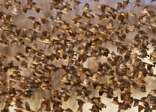 Safety in Numbers 3 (red-billed quelea), Namibia from Eric Meyer
