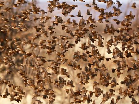 Safety in Numbers (red-billed quelea), Namibia