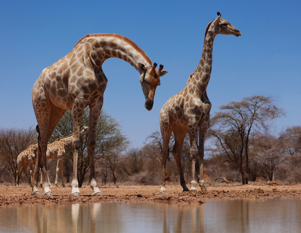 Southern Giraffes from Eric Meyer